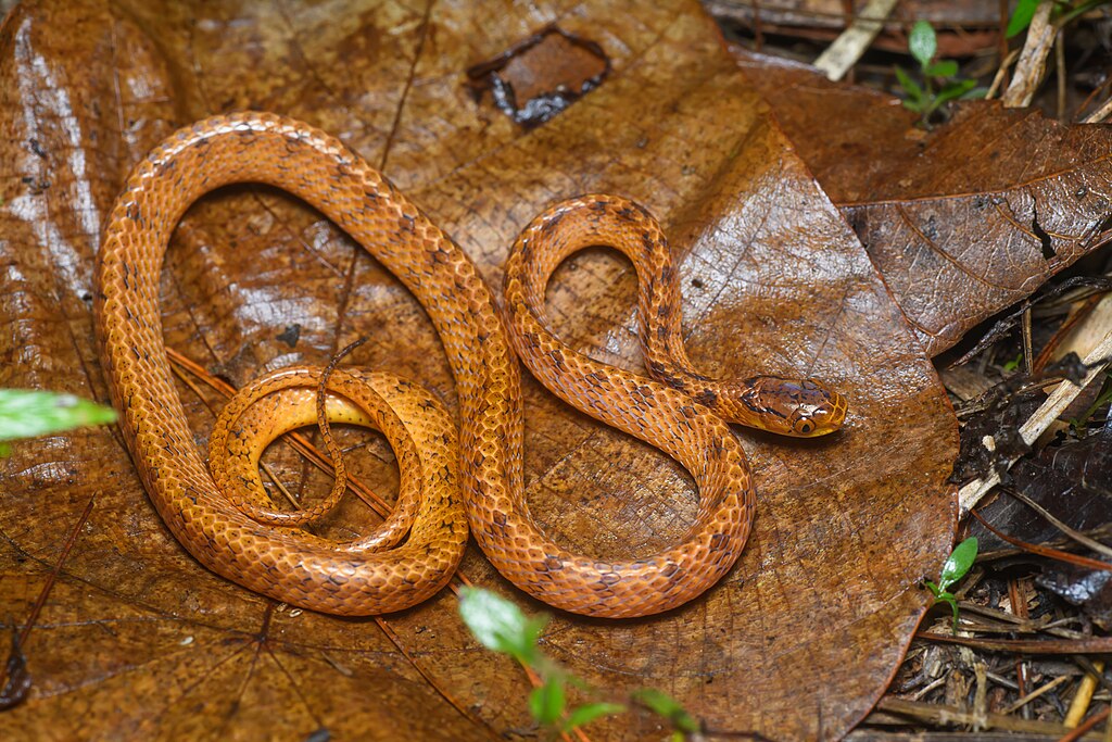 Phu Suan Sai National Park