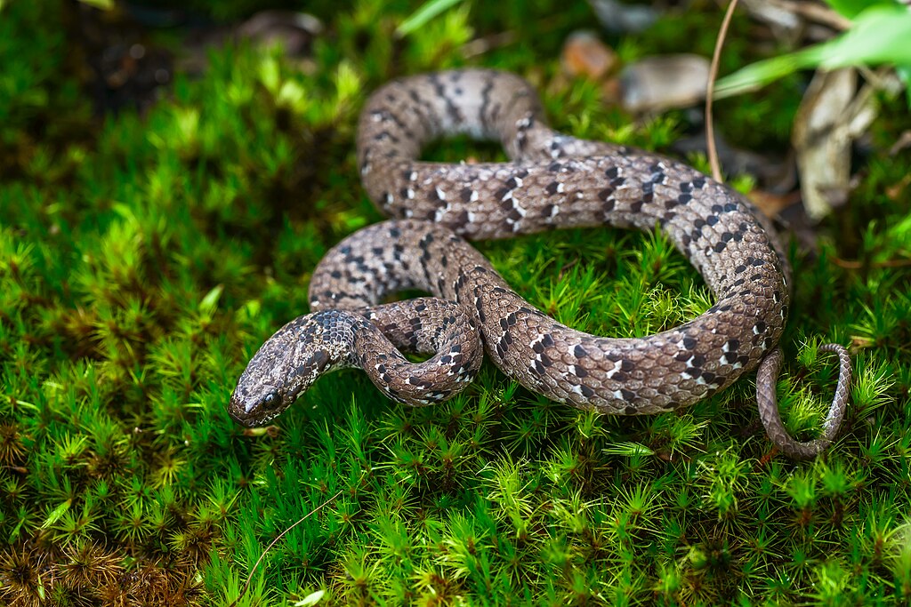 Pareas_macularius,_Spotted_slug-eating_snake_-_Phu_Hin_Rong_Kla_National_Park_(28892956951) (1)
