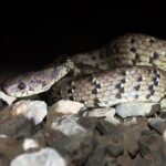 Pareas_margaritophorus_-_spotted_slug_snake_Kaeng_Krachan_national_park_(15360955943)