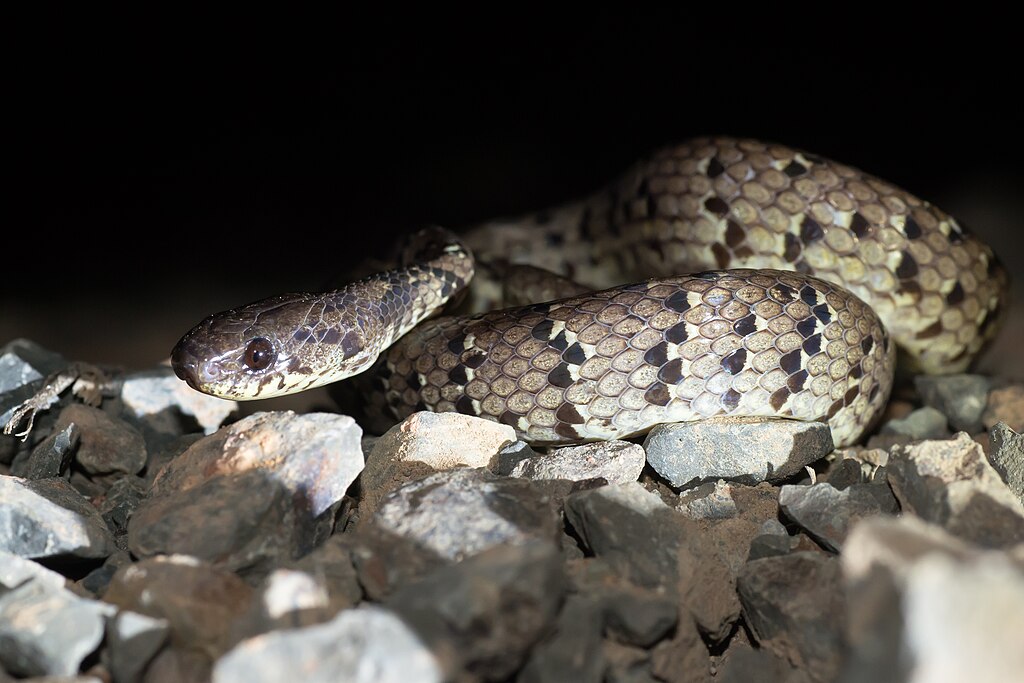 Pareas_margaritophorus_-_spotted_slug_snake_Kaeng_Krachan_national_park_(15360955943)