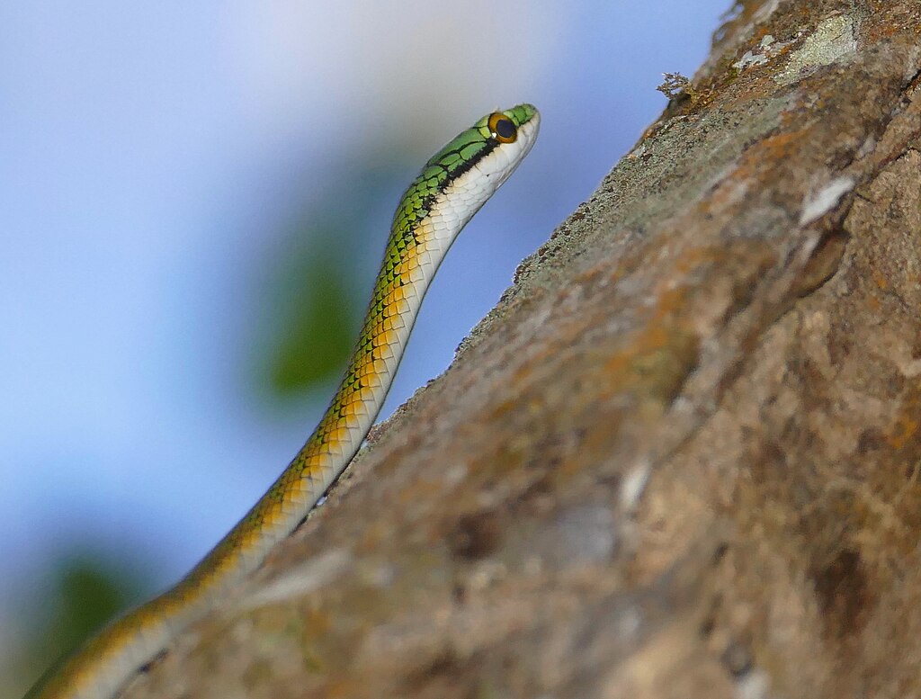 Parrot_Snake_(Leptophis_ahaetulla)_juvenile