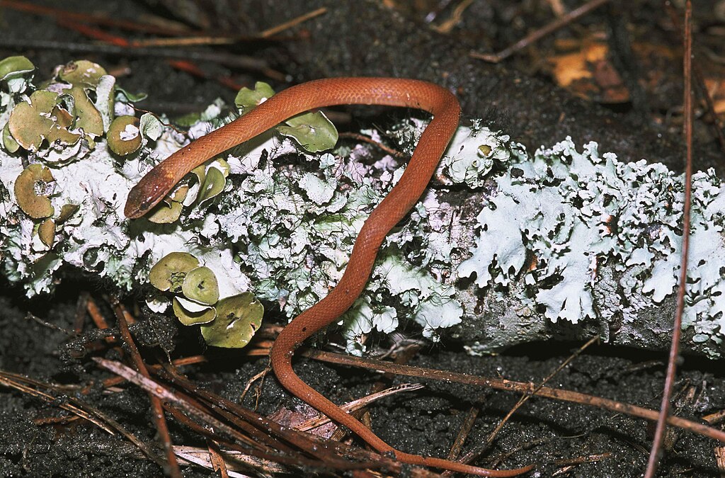Pine_woods_snake_rhadinaea_flavilata_on_a_lichen_covered_log