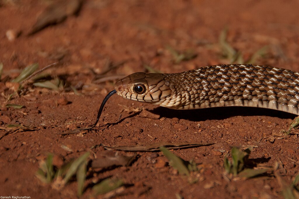 Rat_snake_display