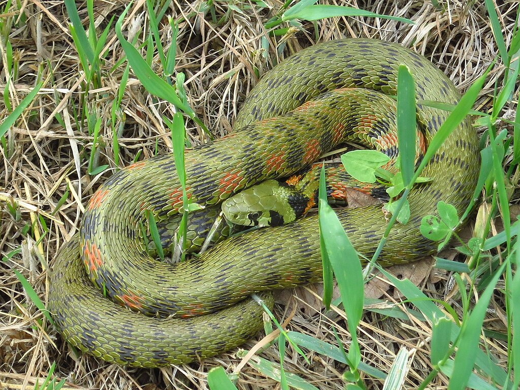 Rhabdophis_tigrinus_44794758