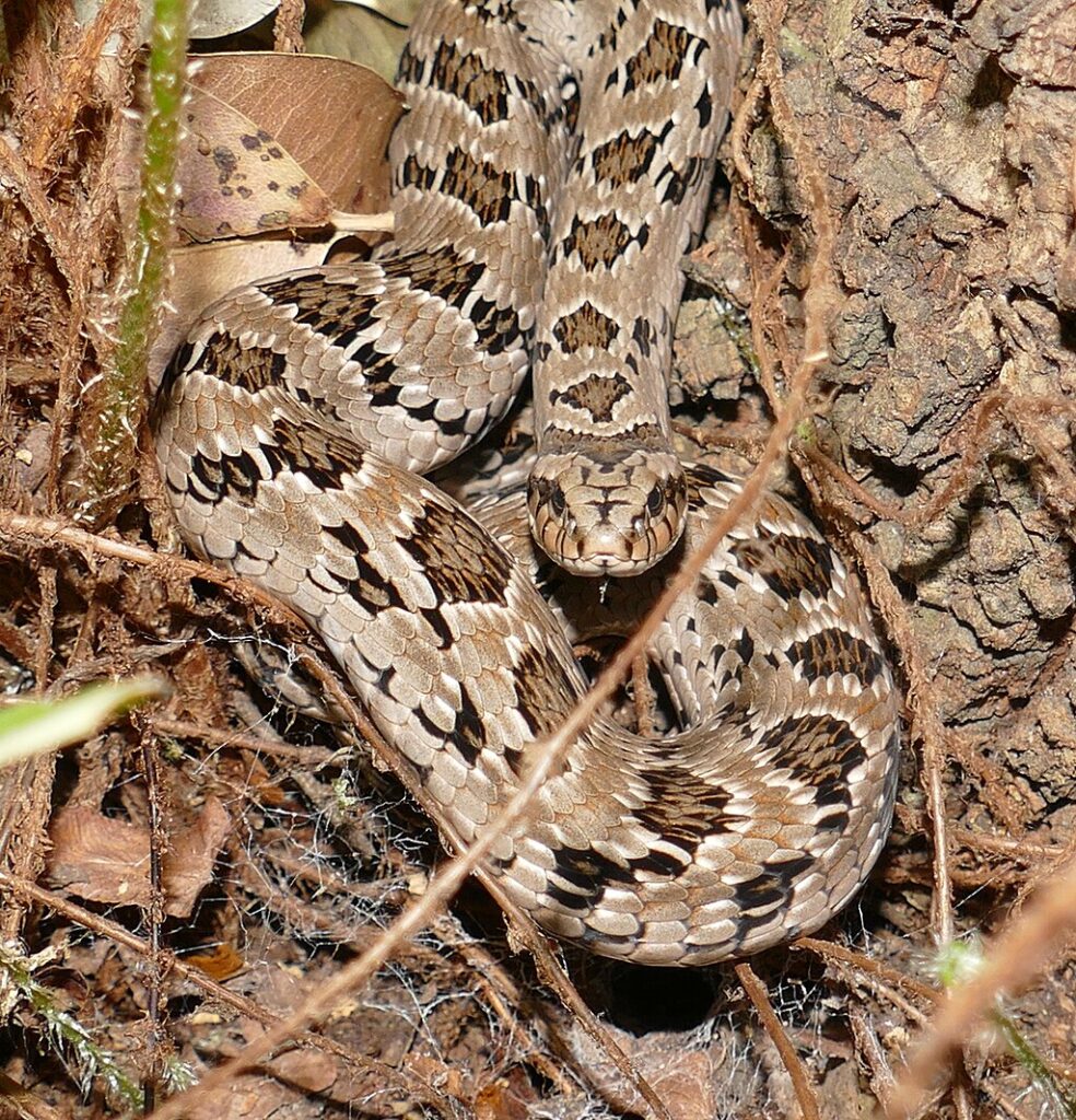 Rhombic_Night_Adder