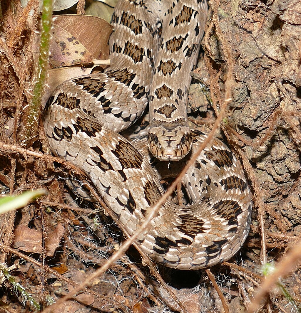 Rhombic_Night_Adder