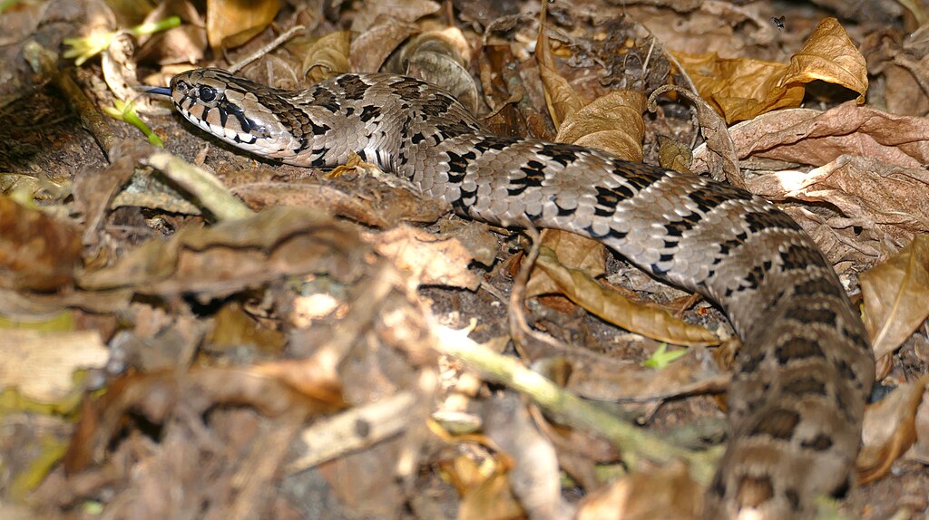 Rhombic_Night_Adder_(Causus_rhombeatus)