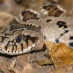 Rhombic_Night_Adder