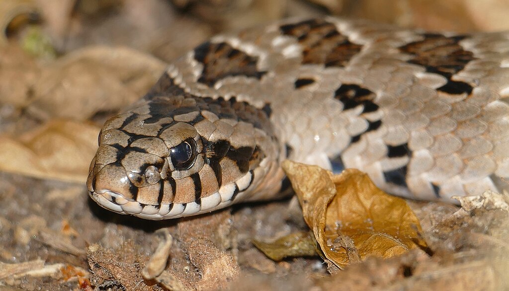 Rhombic_Night_Adder