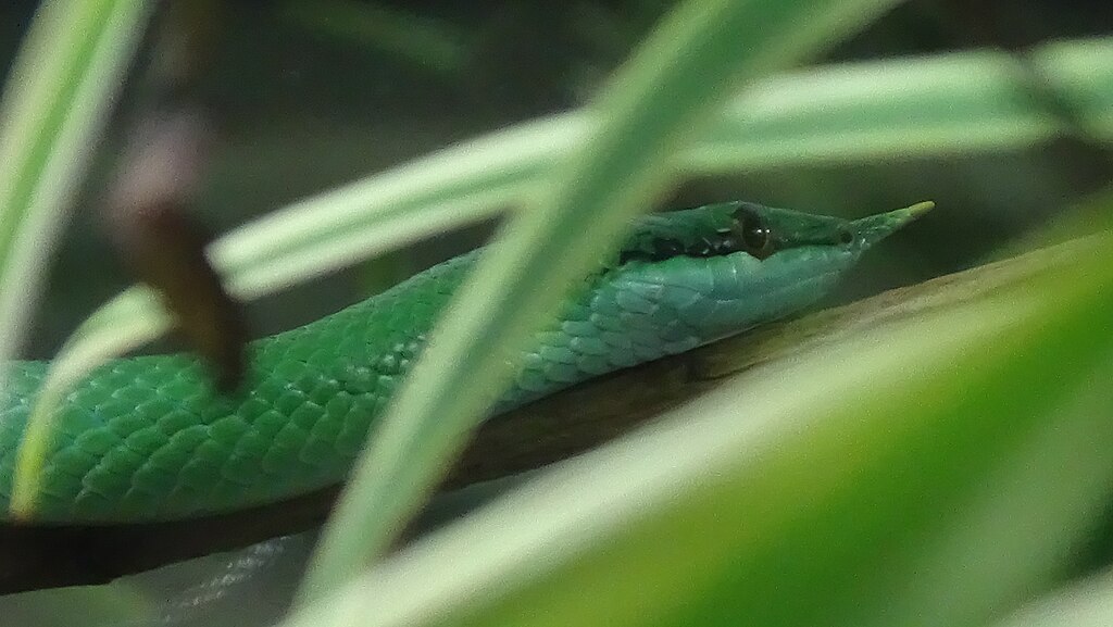 Rhynchophis_boulengeri_-_Ménagerie_Paris_03