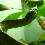 Rhynchophis_boulengeri_(3)