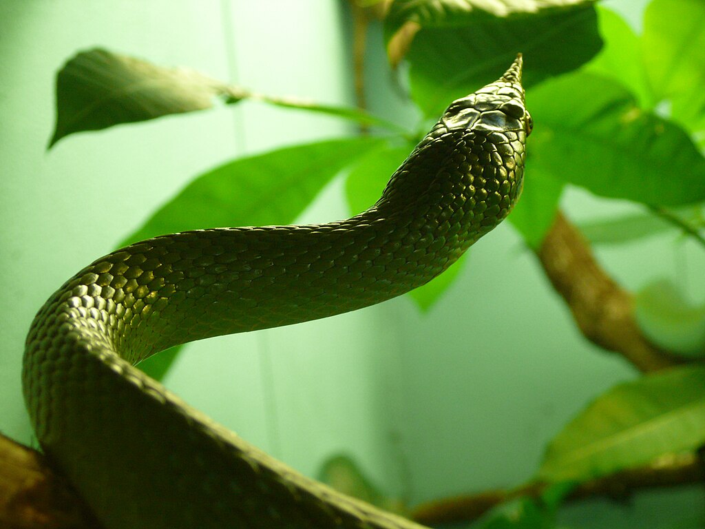 Rhynchophis_boulengeri_(3)