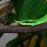 Rhynchophis_boulengeri_NZP-20130206-060CPM