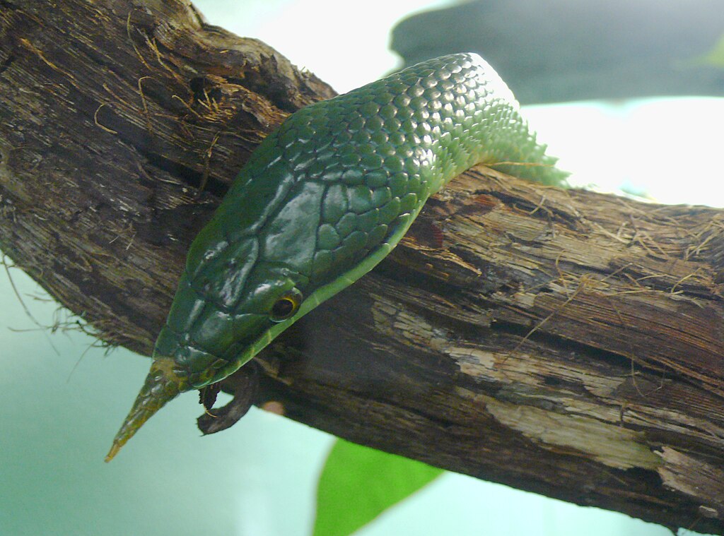 Rhynchophis_boulengeri_head_(2)
