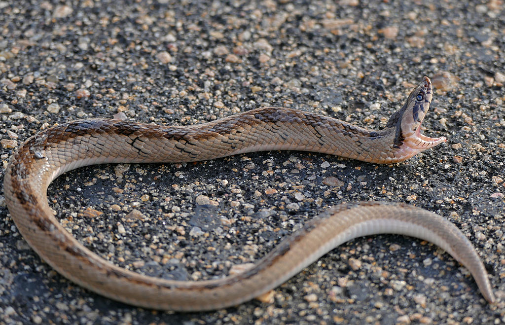Roadkill_-_Common_Night_Adder_(Causus_rhombeatus)_freshly_killed_on_the_road_(16527915575)