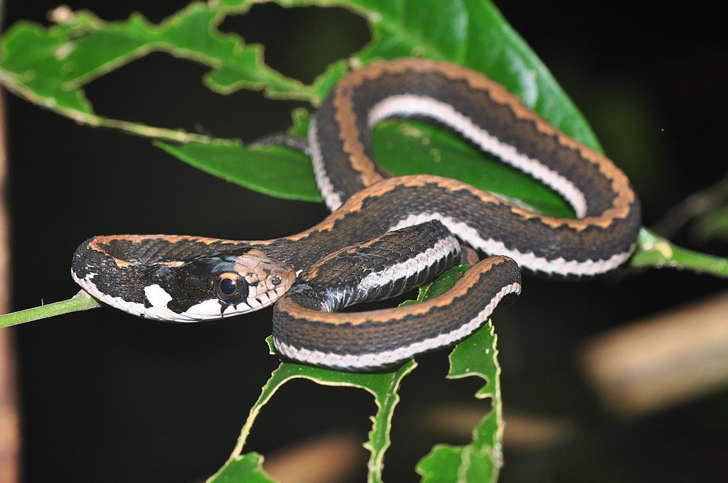 Sahul_Keelback_(Rhabdophis_chrysargoides)_(8373011069)