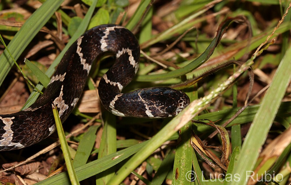 Spot-bellied_Slug-eating_Snake_imported_from_iNaturalist_photo_114523274_on_6_March_2023