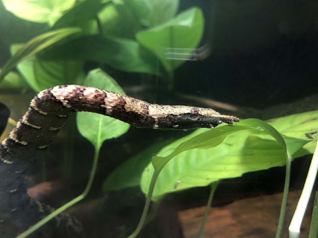 Tentacled_snake_Toledo_Zoo_8.18_IMG_3644