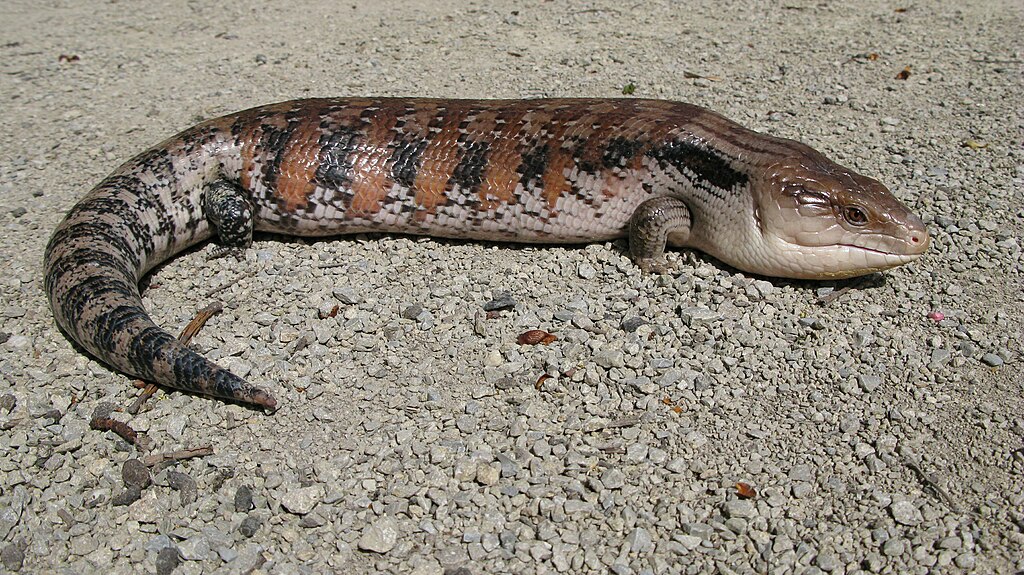 Tiliqua_scincoides_intermedia,_Northern_Blue-Tongued_Skink_(captive_bred_specimen)