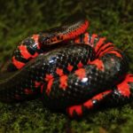 Western_Mud_Snake_(Farancia_abacura_reinwardtii)
