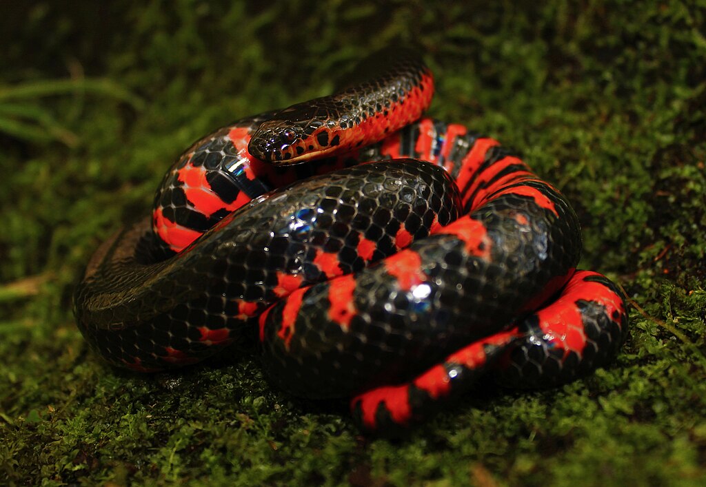 Western_Mud_Snake_(Farancia_abacura_reinwardtii)