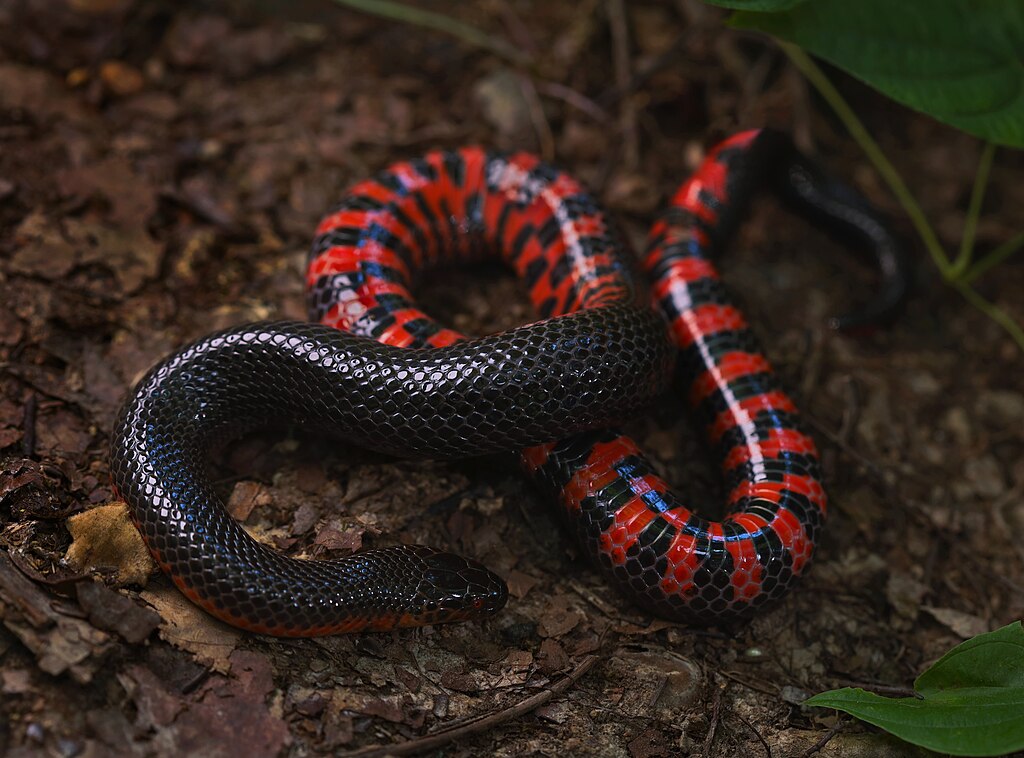 Western_Mudsnake_(Farancia_abacura_reinwardtii)_-_Flickr_-_2ndPeter