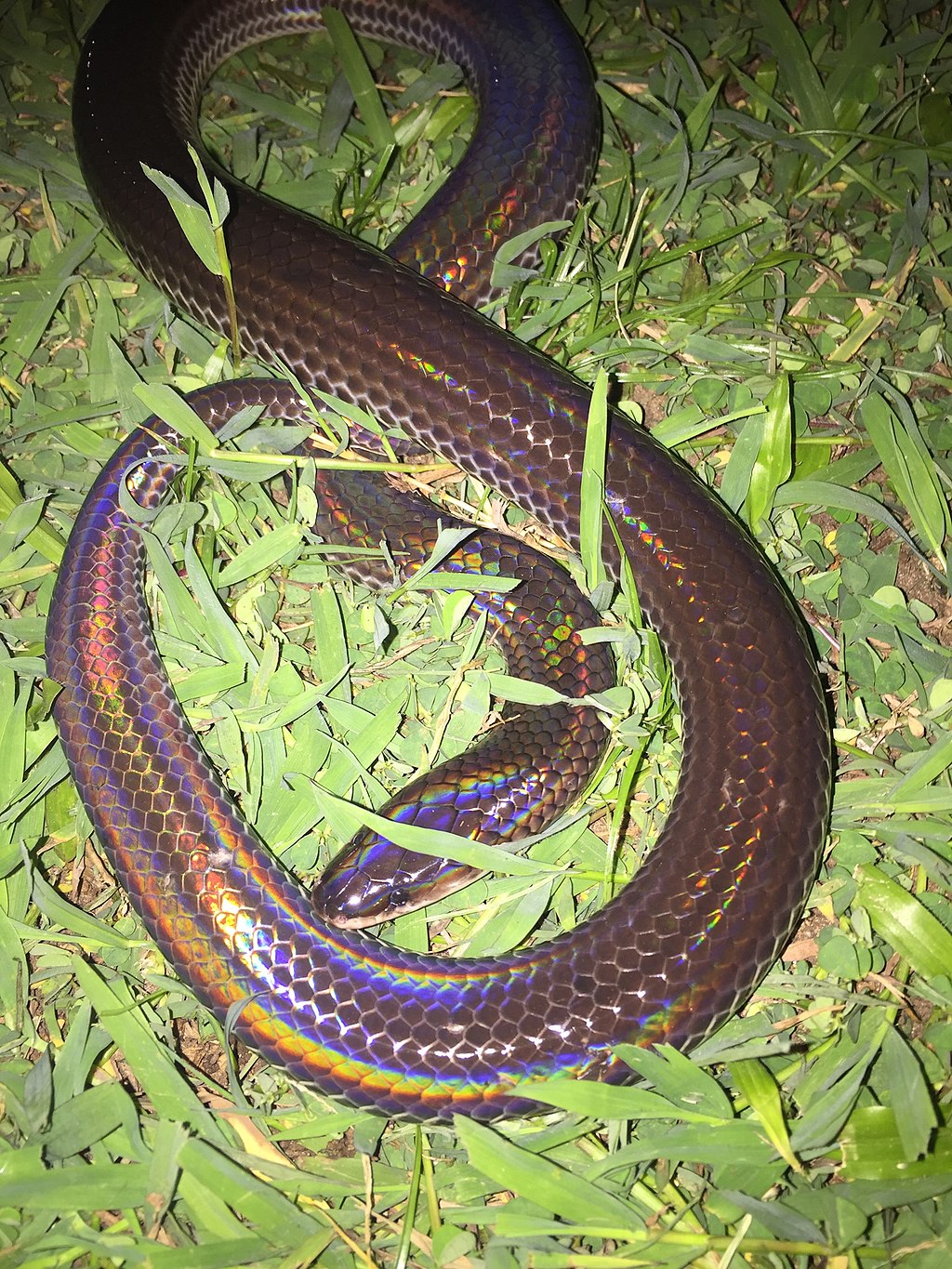 Xenopeltis_unicolor