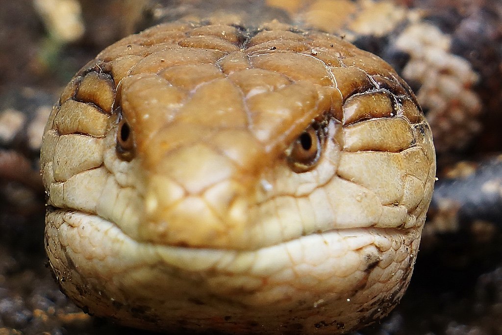 Blue-tongued_Skink_-_panoramio