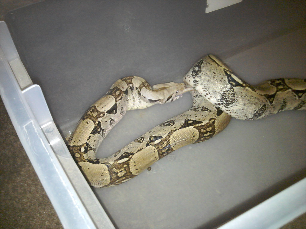 snake feeding in cage