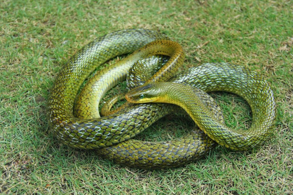 Detailed view of a Thermophis snake resting on green grass outdoors.