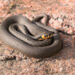 snake, beach snake, reptile, natrix natrix, snake, snake, snake, snake, snake