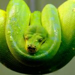 Close-up of a coiled green tree python showcasing vivid colors and textured scales.
