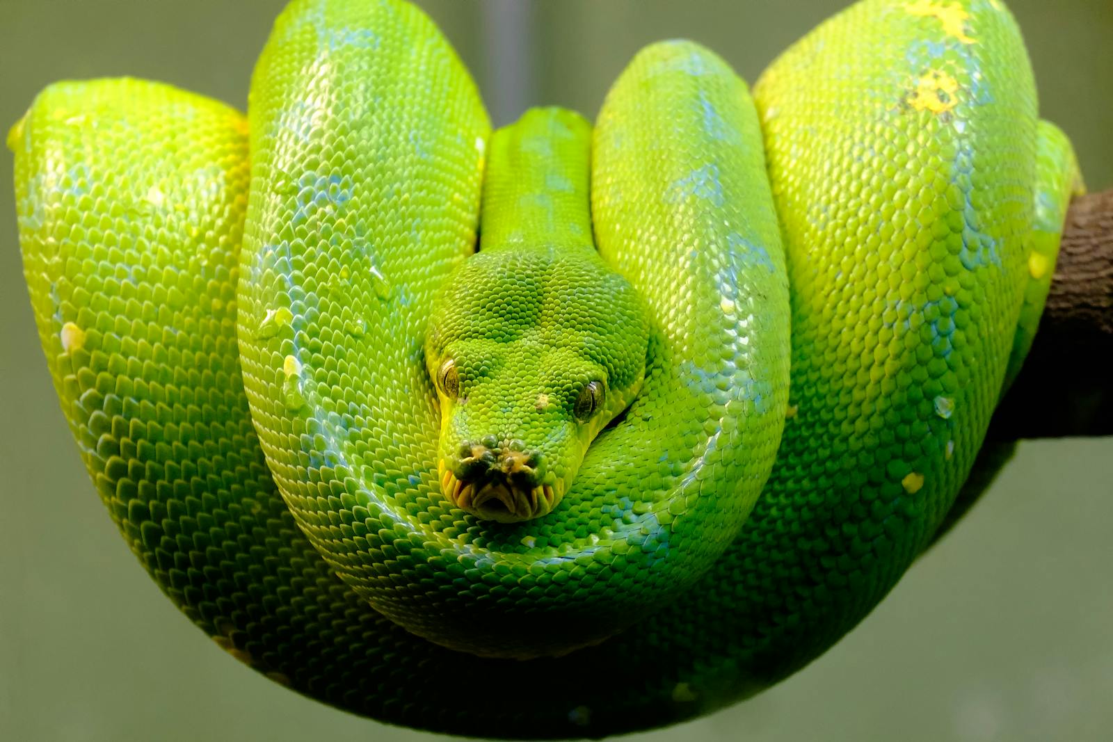 Close-up of a coiled green tree python showcasing vivid colors and textured scales.
