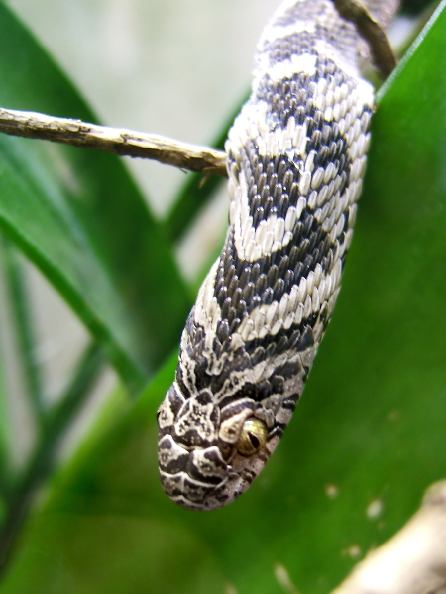 Dasypeltis_scabra195