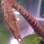 Tentacled_Snake_1