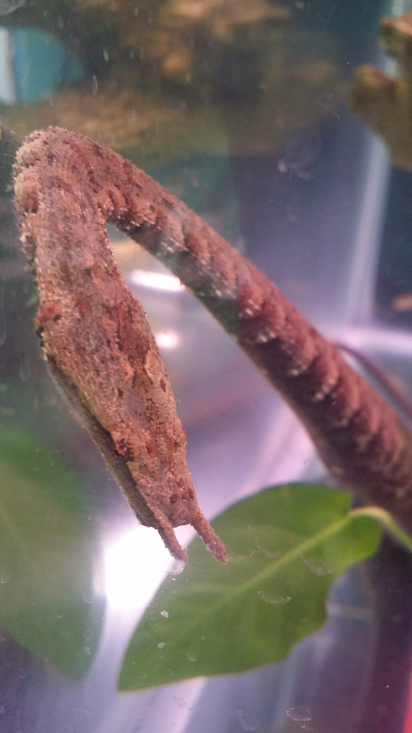 Tentacled_Snake_1