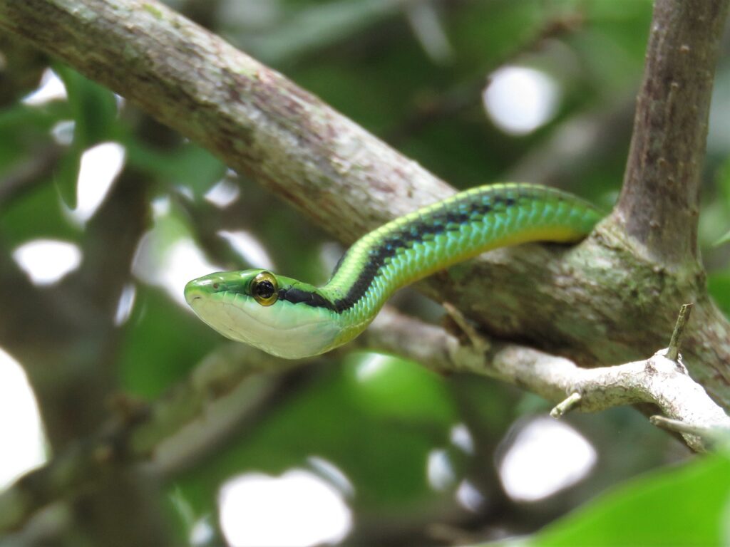 leptophis, green snake, vine snake, tropical snake, vine snake, vine snake, vine snake, vine snake, vine snake