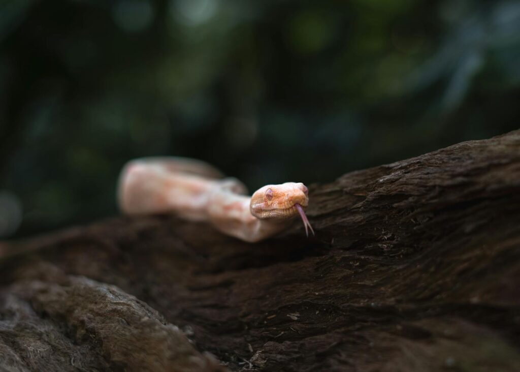 Close-up of an albino python slithering on a tree branch against a lush jungle background.
