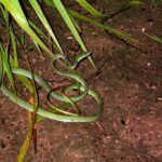 Green thin snake