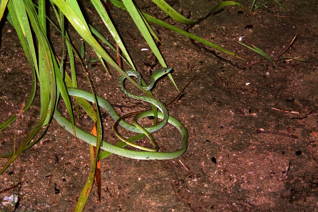 Green thin snake