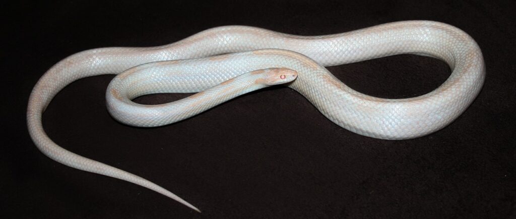 opal, corn snake, line, natter, white, albino, nature, snake, choke snake, reptile, animal, motley, orange