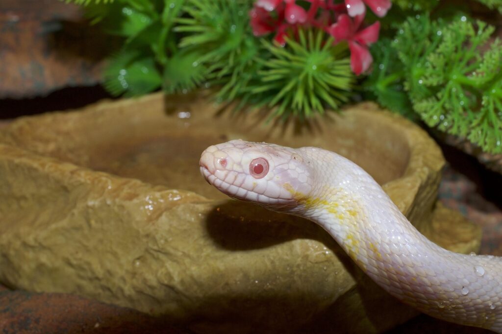 corn snake, snakehead, close up, snake eye, waterdrop, terrarium, natter, line, wildlife, corn snake, corn snake, corn snake, corn snake, corn snake, snake eye, snake eye