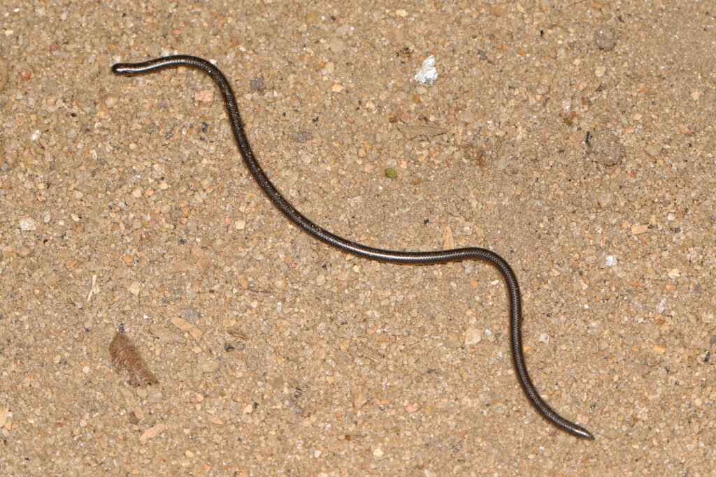 small thread snake