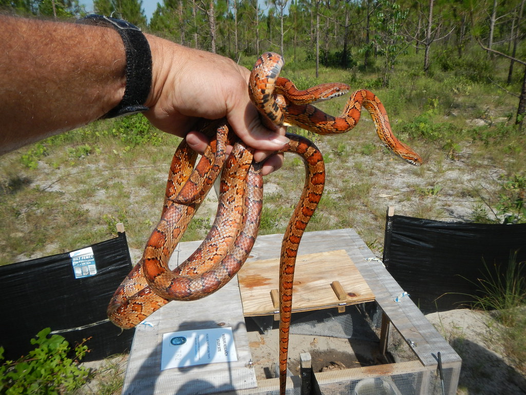 men research on snake