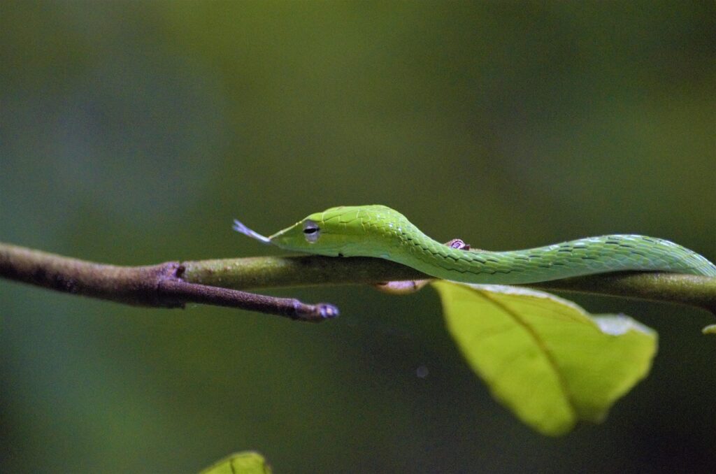 snake, nature, green snake, conservation