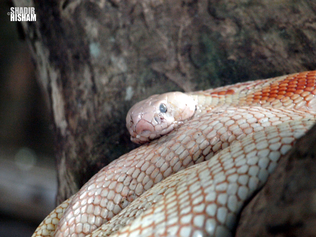 albino snake