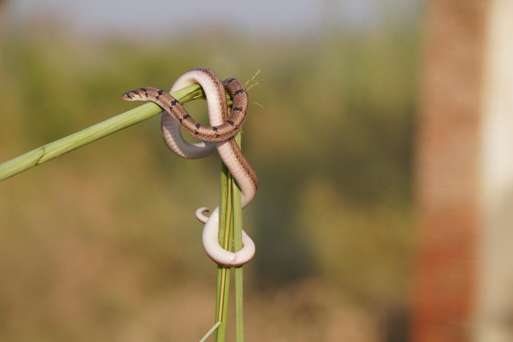 snake, animal, nature, forest, wildlife, brown snake, snake, snake, snake, snake, snake