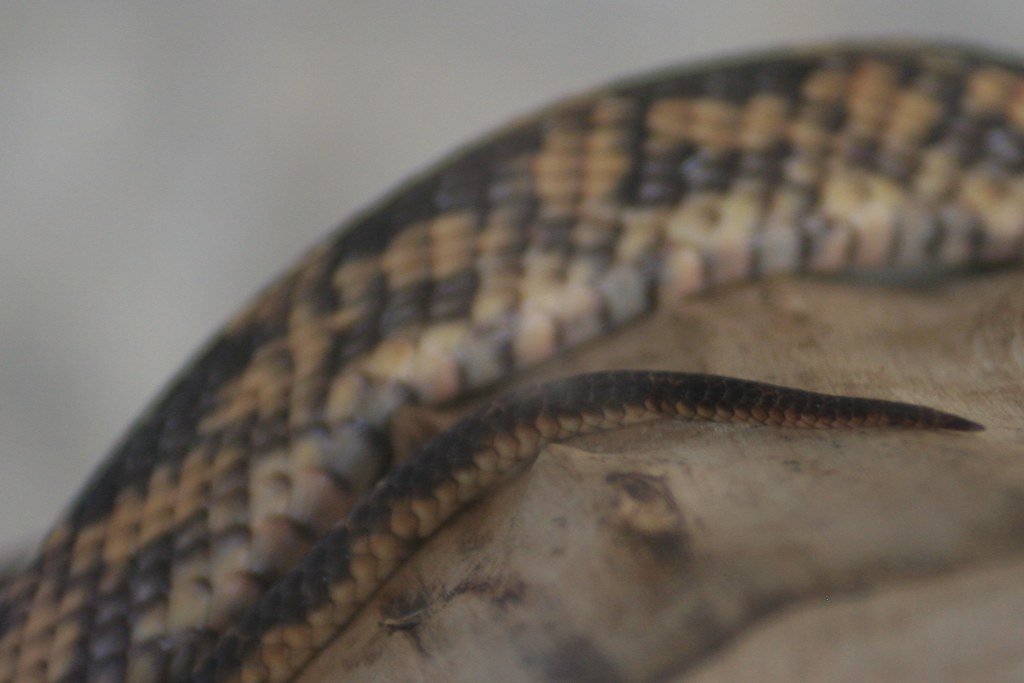 snake tail at last
