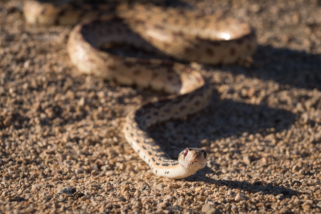 Snake ruining with head up