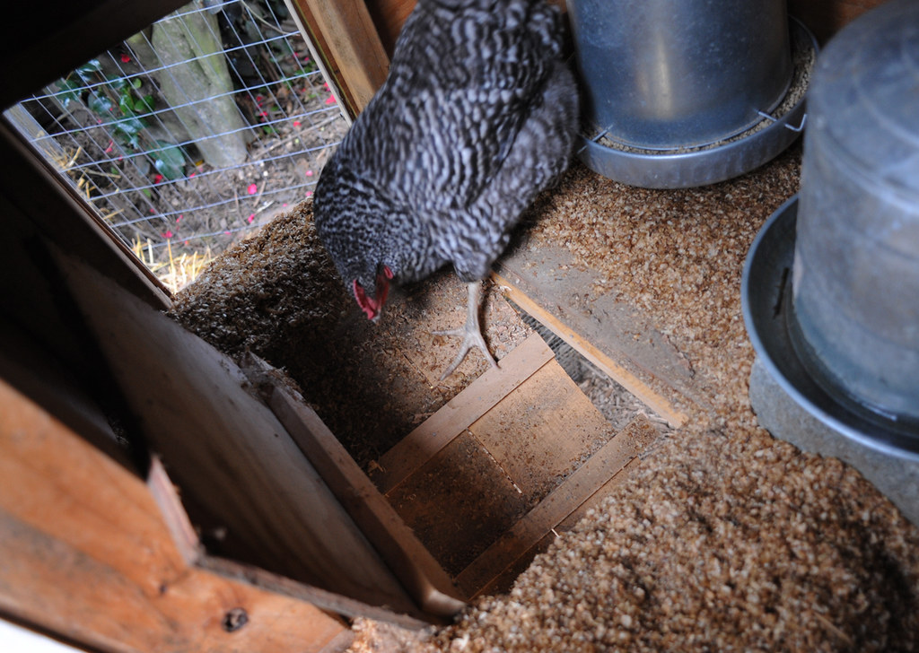 chicken in coop